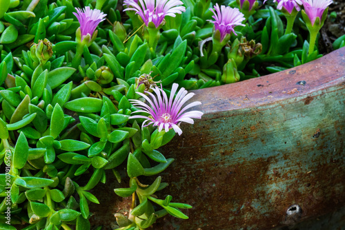 one of the many plants in bloom that can be viewed at the Albuquerque Botanical Gardens in New Mexico
