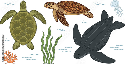 фотографія Sea Turtle Vector Element Set Featuring Different Species with Leatherback Green