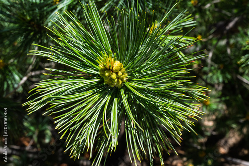 one of the many plants in bloom that can be viewed at the Albuquerque Botanical Gardens in New Mexico