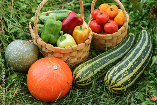 Fresh vegetables harvest on grass in garden close up. Harvesting organic pepper, cucumber, tomato in basket, freshly harvested pumpkin and zucchini on garden bed