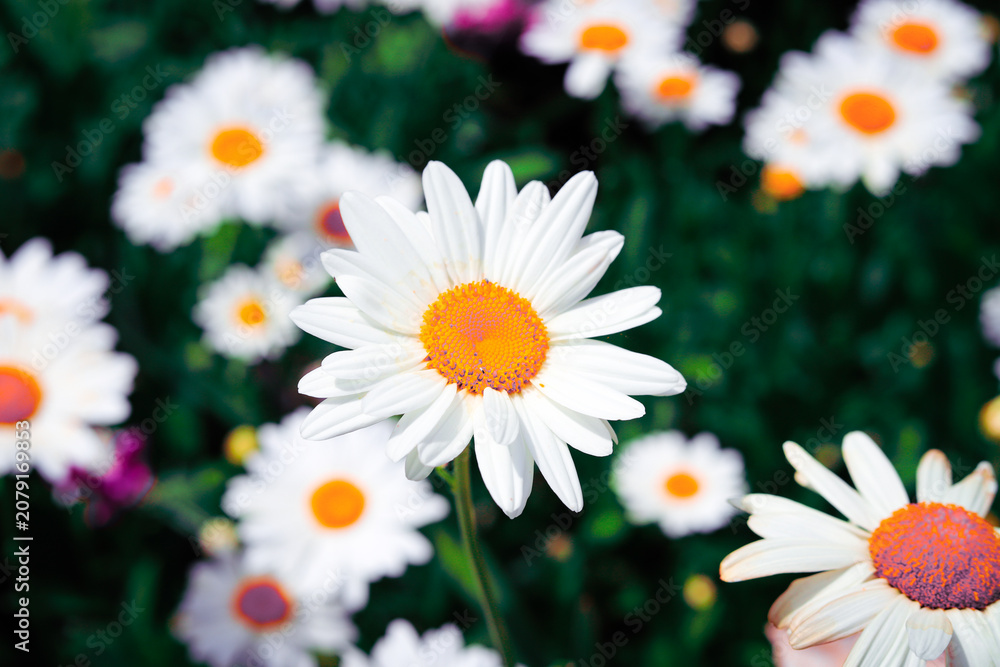 Fototapeta premium Pink Flower close up 