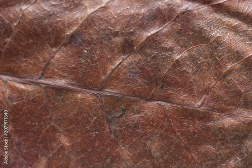 Photos Closeup dried brown catappa leaf veins reveal crinkled texture, tannin stains, a