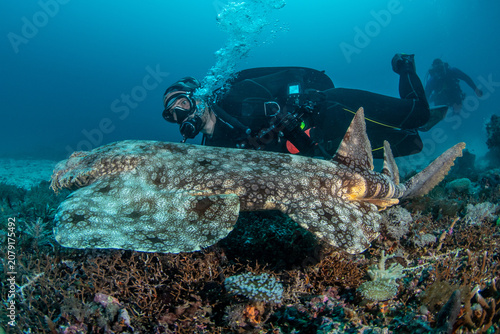Quadro su tela Scuba Diver Swimming Behind Wobbegong Shark Over Colorful Coral Reef in Raja Amp