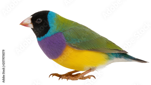 Fotografie Isolated Gouldian finch with vibrant multicolored plumage standing in profile vi