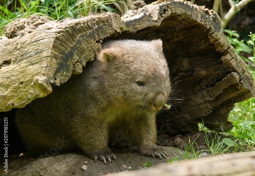 Common wombat	