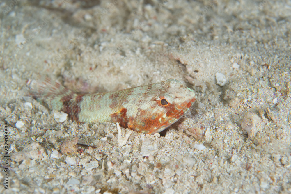Fototapeta premium Variegated lizardfish (Synodus variegatus) buried in sand in Raja Ampat Indonesia
