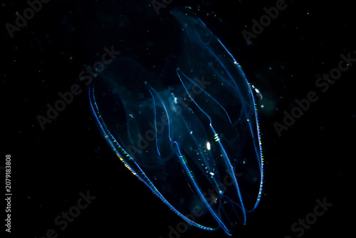 Macro photograph of sea walnut (Mnemiopsis leidyi) comb jelly on black background in Raja Ampat