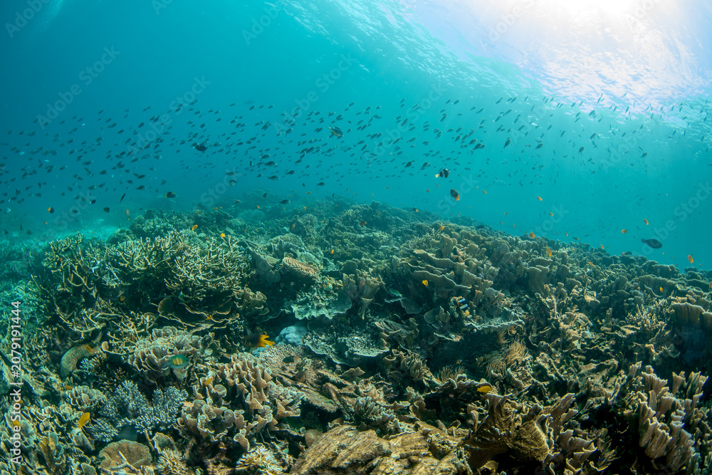 Fototapeta premium Dense Coral Reef with Thousands of Fish, Raja Ampat