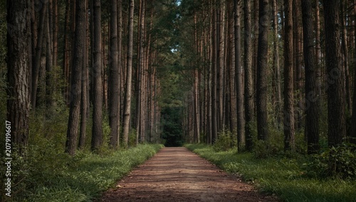 peaceful nature path surrounded by high trees and lush underbrush