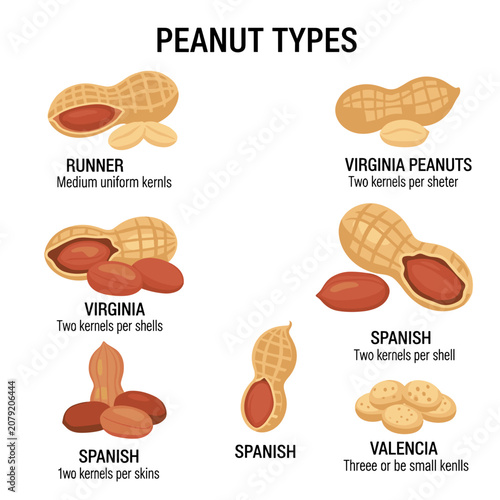 Infographic showing Different Peanut Types