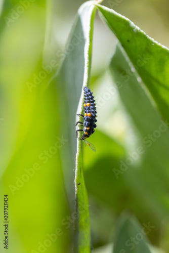 Ladybug larva crawling on green plant stem
