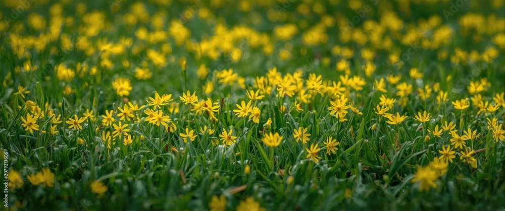 Obraz premium Field of small yellow flowers growing in green grass