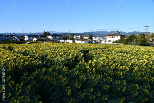 Plakat 群馬県 みどり市の笠懸町吹上地区ひまわり花畑