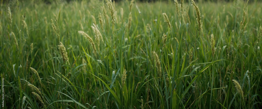 Fototapeta premium Tall green grass swaying in a field at sunset