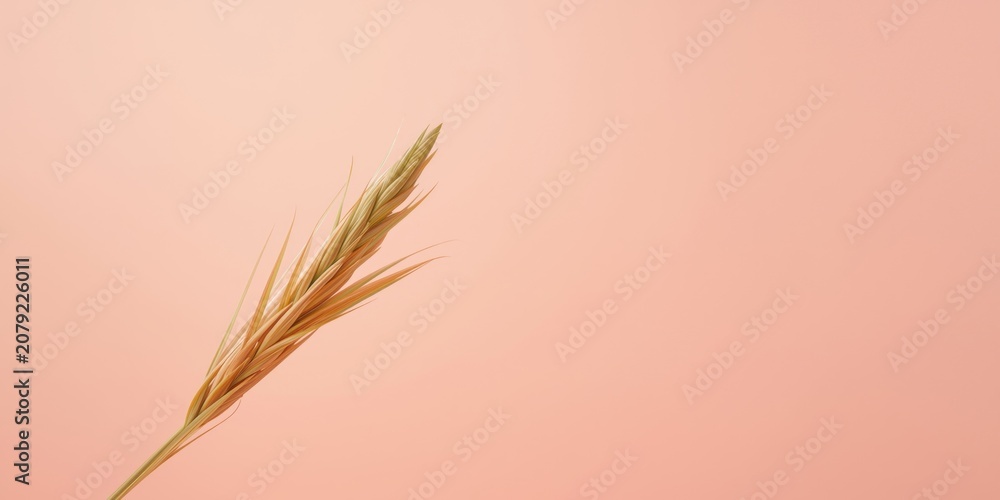 Fototapeta premium Dried wheat stem against a pink background