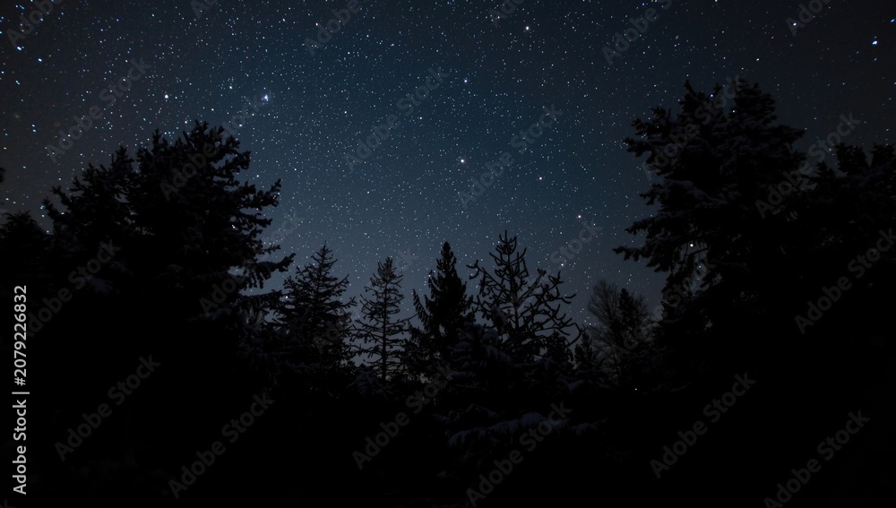 Fototapeta premium Winter pine forest shown in dark silhouette against starry backdrop