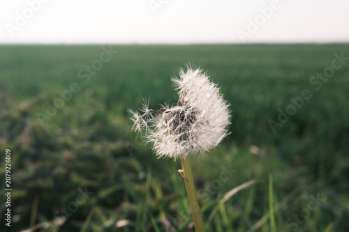 Fluffy dandelion seed head sits in a grassy field