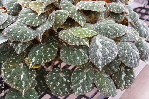 Begonia pustulata with dark green surface, silvery spotting, fuzzy edges, and serrated margins showing strong vein contrast.