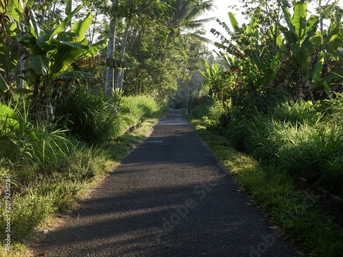 A serene morning travel pathway showcasing bright sunlight filtering through dense jungle forest trees.