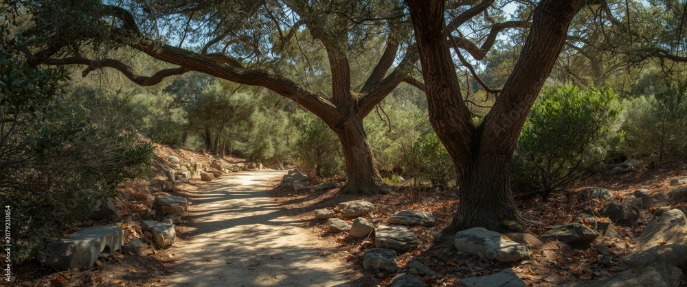 Fototapeta premium Mediterranean woodland route featuring a pathway bordered by stones and mature trees