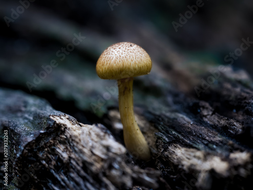 Tableau sur toile Common gilled mushroom on log