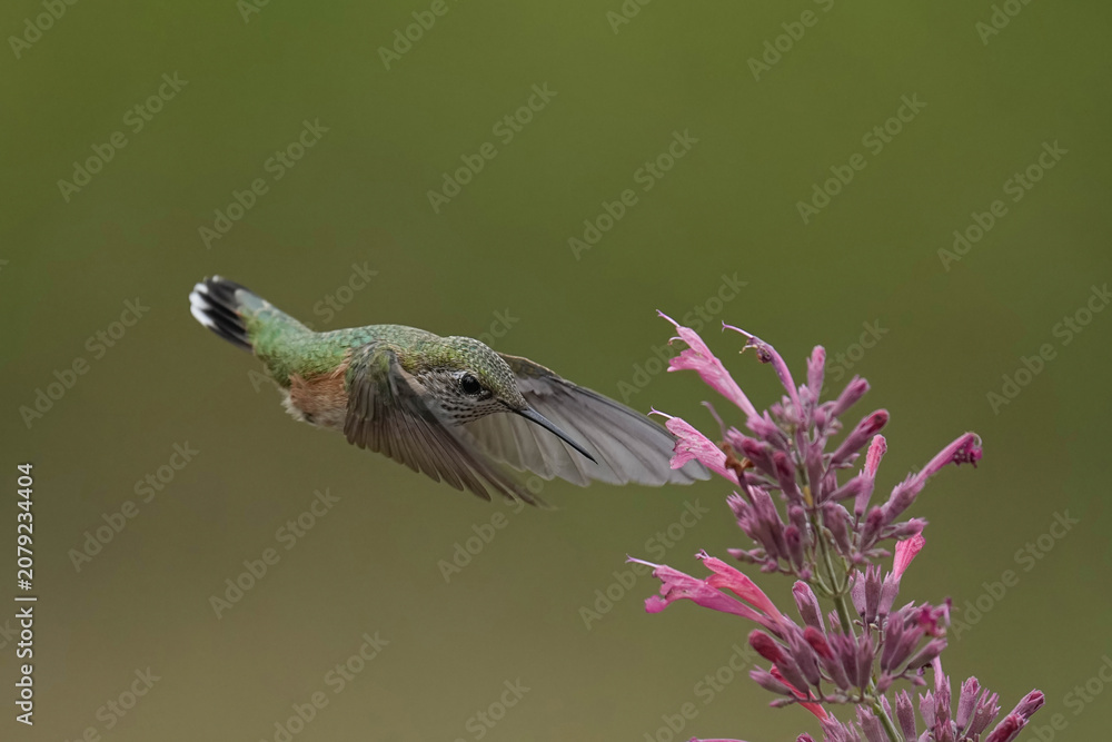 Fototapeta premium Hummingbird - Colorado