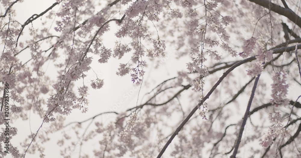 Obraz premium Himeji Castle and Zen Garden, Spring Cherry Blossoms, Sakura Season, Japan