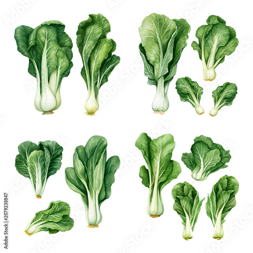 Watercolor Illustration Set of Fresh Bok Choy Chinese Cabbage Vegetables Isolated on White Background for Botanical Design