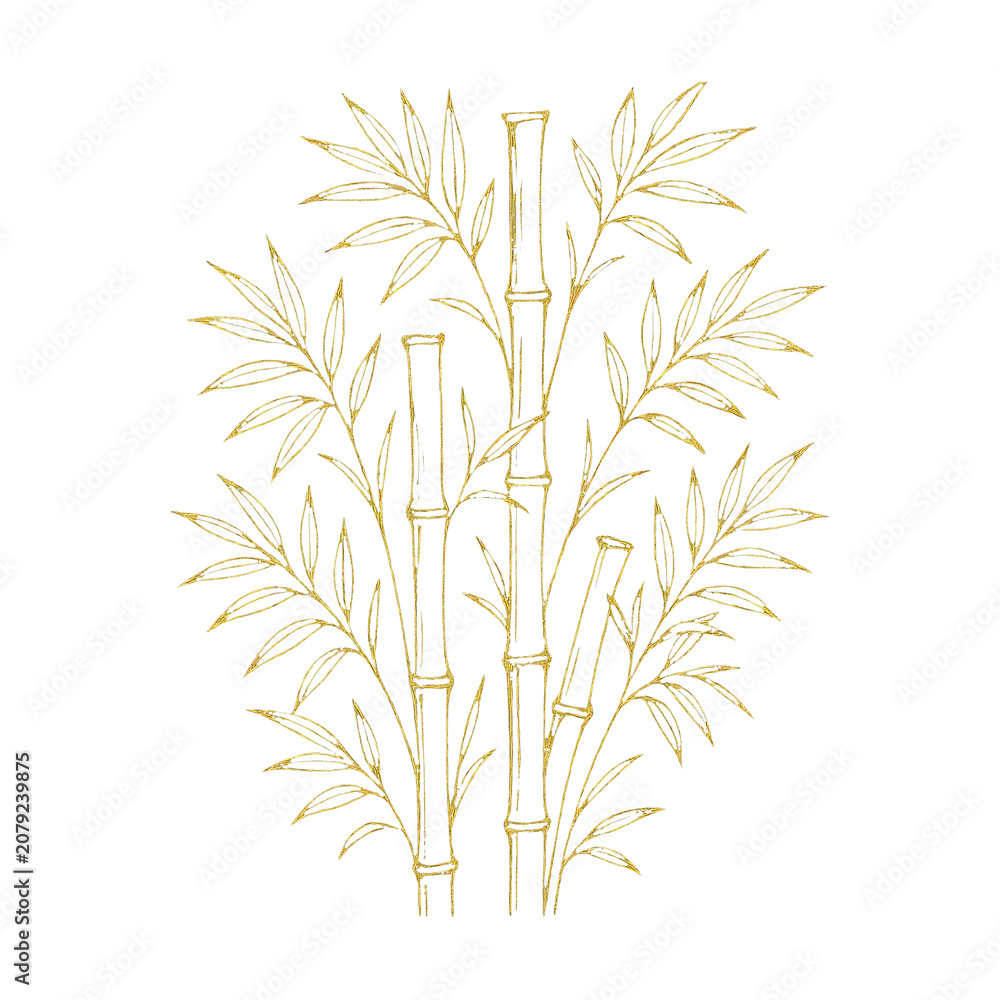 Fototapeta premium PNG Elegant bamboo sketch on white.