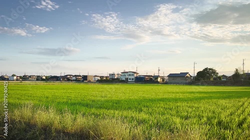 Japanese Rice Fields and Rural Village Landscape at Golden Hour