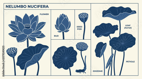 Bild auf Leinwand Detailed illustration of lotus plant parts.