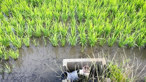Close Up of Young Rice Plants Growing in Irrigation Water