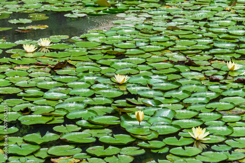 Fotografía Yellow water lilies blooming in a pond with green lily pads in early summer