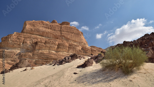 Foto Egypt. White Canyon. Mountains, sand, a lonely bush.