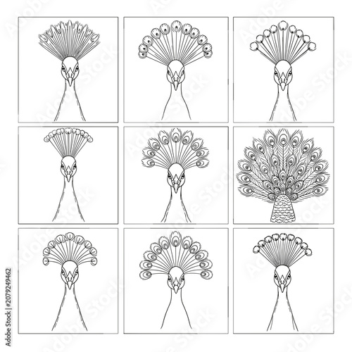 Grid of twelve different black and white peacock line art sketches