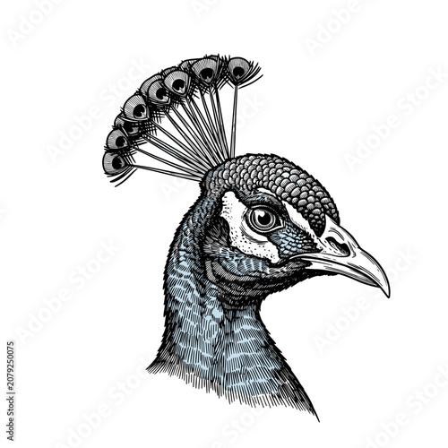Detailed vintage style sketch of a peacock head looking up