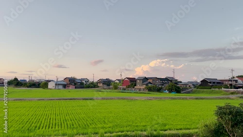 Peaceful Rice Fields in Rural Japan During Golden Hour
