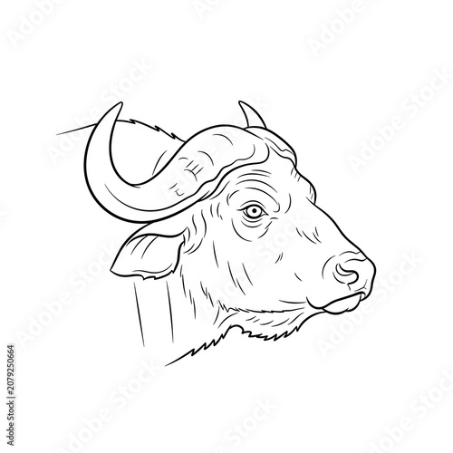 Fine line art drawing of a buffalo head in profile view