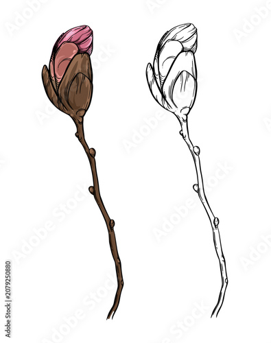 Obraz na plátne Outline closed flower bud on a thin branch hand drawn vector illustration