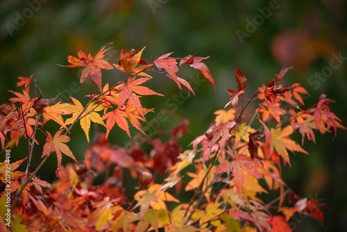 autumn leaves background