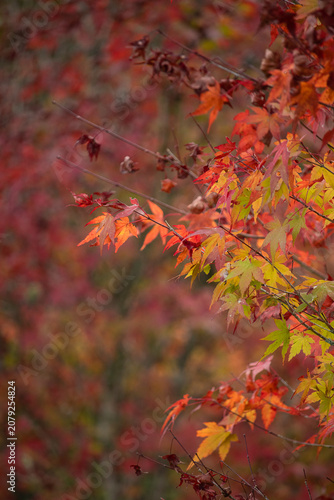 autumn leaves in the park