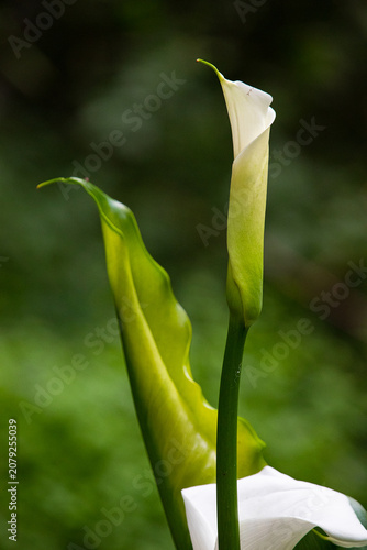 Calla lily before blossom