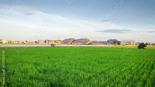 Close View of Vibrant Green Rice Field in Japan
