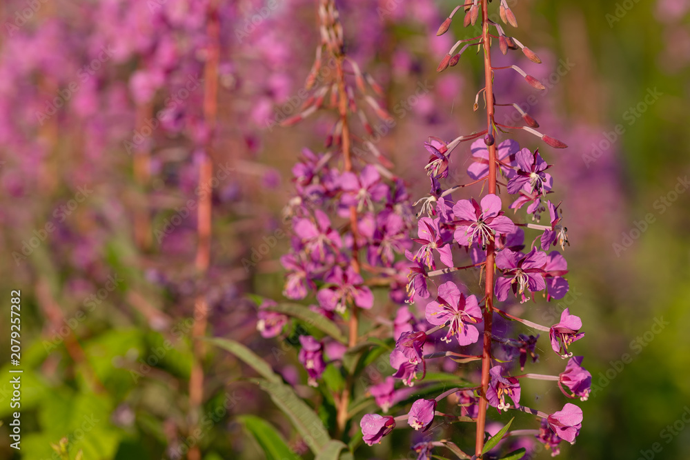 Fototapeta premium Beautiful pink fireweed blooming in a summer meadow illuminated by warm golden sunlight.