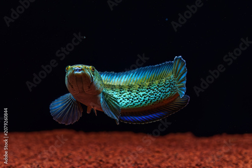 Photos Frontal close-up of a wild-caught Channa stewartii snakehead showing a healed ho