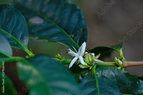 flowering coffee plant in Boquete in Panama