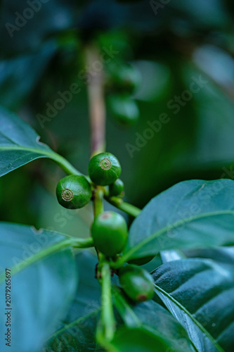coffee plant with green cherries in Boquete in Panama