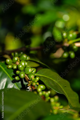 coffee plant with green cherries in Boquete in Panama