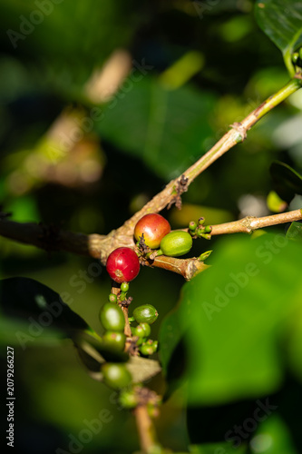 coffee plant with cherries in Boquete in Panama