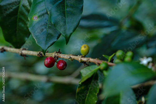 coffee plant with cherries in Boquete in Panama